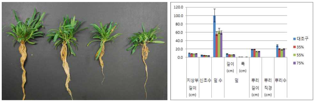 포트 육묘시 차광처리가 술패랭이(왜성)의 생육에 미치는 영향(좌로부터 0, 35, 55, 75%)