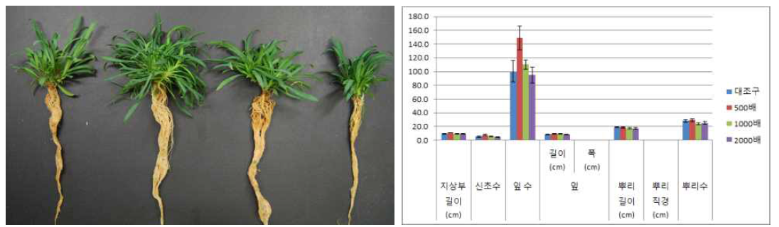 포트 육묘시 시비처리가 술패랭이(왜성)의 생육에 미치는 영향(좌로부터 대조구, 500, 1000, 2000배)