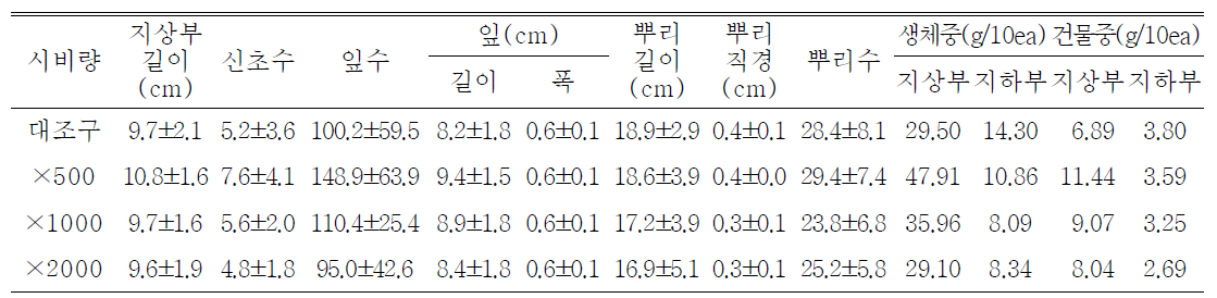 포트 육묘시 시비량 처리가 술패랭이(왜성)의 생육에 미치는 영향