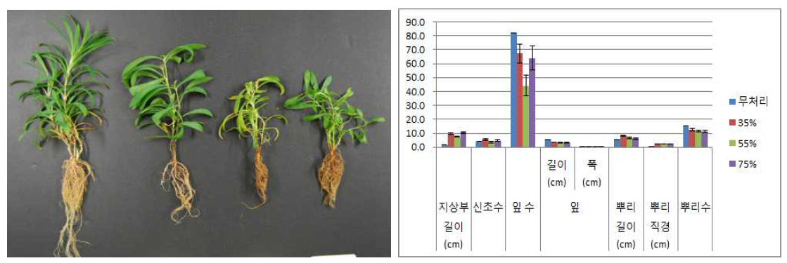 포트 육묘시 차광처리가 패랭이꽃(제주)의 의 생육에 미치는 영향(좌로부터 대조구, 35, 55, 75%)