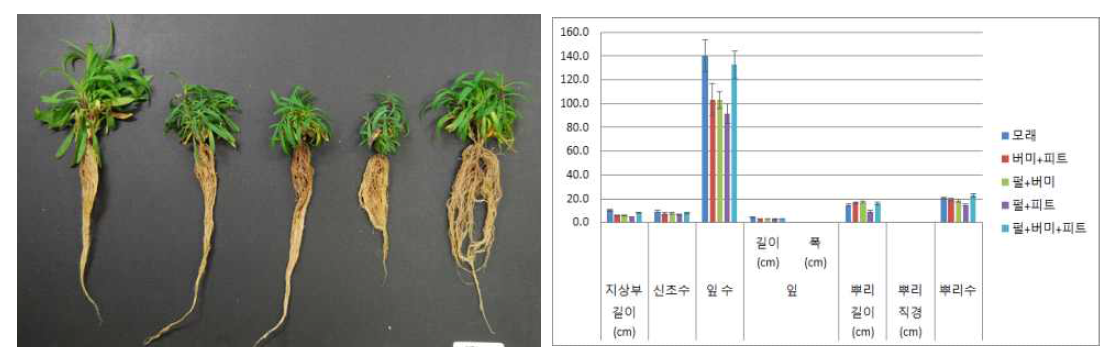 포트 육묘시 용토가 패랭이꽃(제주)의 생육에 미치는 영향(좌로부터 Sand, V:Pt, Pr:V, Pr:Pt, Pr:V:Pt)