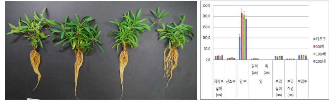 포트 육묘시 시비처리가 패랭이꽃(제주)의 생육에 미치는 영향(좌로부터 대조구, 500, 1000, 2000배)