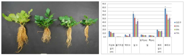 포트 육묘시 차광처리가 한라노루오줌의 생육에 미치는 영향(좌로부터 대조구, 35, 55, 75%)