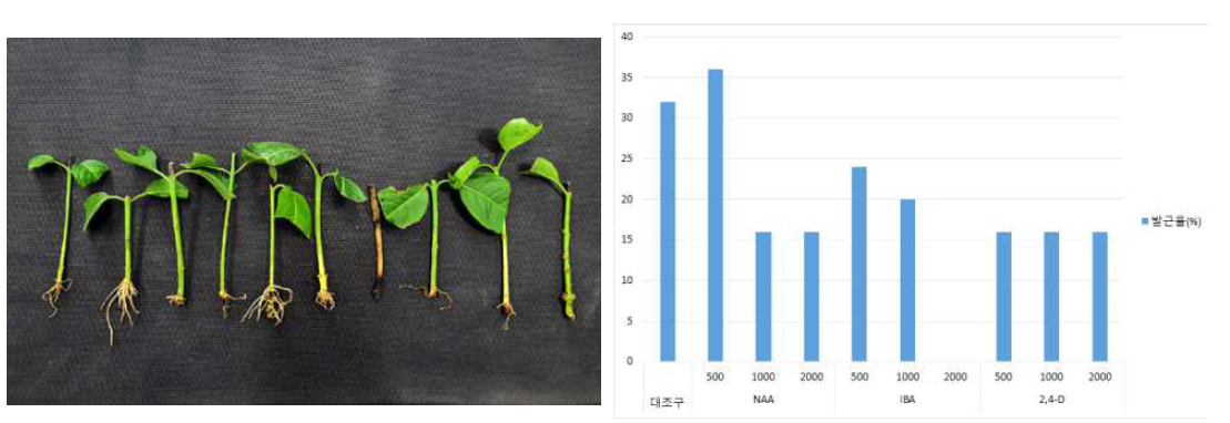 참빗살나무 삽목시 생장조절제 종류 및 농도가 발근에 미치는 영향(왼쪽부터 오른쪽으로 무처리, NAA 500, 1,000, 2,000, IBA 500, 1,000, 2,000, 2,4-D 500, 1,000, 2,000 mg·L-1)