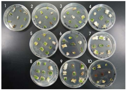 기내배양시 생장조절제 종류 및 농도처리가 제주상사화의 캘러스 형성에 미치는 영향 (1:Control, 2:IBA 0.5, 3:IBA 1.0, 4:IBA 2.0, 5:NAA 0.5, 6:NAA 1.0, 7:NAA 2.0, 8:2,4-D 0.5, 9:2,4-D 1.0, 10: 2,4-D 2.0 mg·L-1)