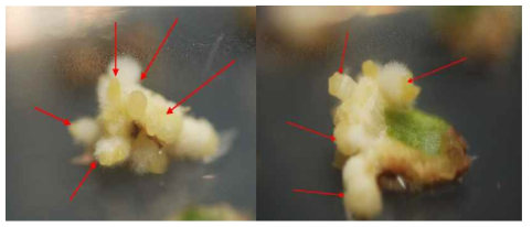 제주상사화의 기내배양시 생장조절제 종류 및 농도처리에 의한 부정근 발생 (2,4-D 1.0mg·L-1)