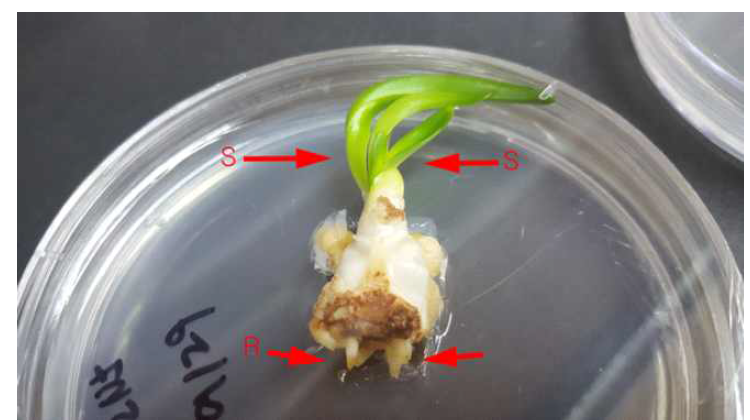 제주상사화의 기내 경정배양시 생장조절제 종류 및 농도처리에 의한 신초 및 부정근 발생(BA 2.0 mg·L-1+NAA 5.0mg·L-1, S:shoot, R:root)