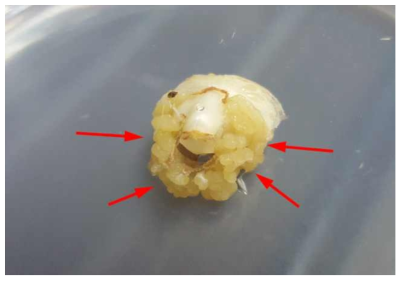 제주상사화의 기내 경정배양시 생장조절제 종류 및 농도처리에 의한 캘러스 발생 (BA 2.0 mg·L-1+2,4-D 5.0mg·L-1)