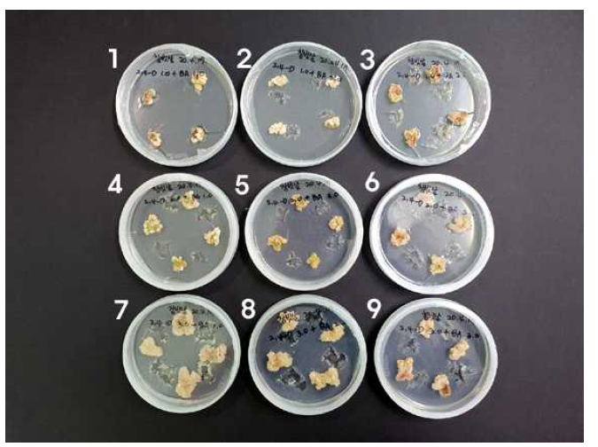 기내배양시 생장조절제 종류 및 농도처리가 참빗살나무의 캘러스 형성에 미치는 영향 (1:2,4-D 1.0 + BA 1.0, 2:2,4-D 1.0 + BA 2.0, 3:2,4-D 1.0 + BA 3.0, 4:2,4-D 2.0 + BA 1.0, 5:2,4-D 2.0 + BA 2.0, 6:2,4-D 2.0 + BA 3.0, 7:2,4-D 3.0 + BA 1.0, 8:2,4-D 3.0 + BA 2.0, 9:2,4-D 3.0 + BA 3.0 mg·L-1)