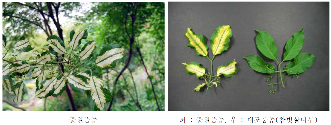 식물 이미지