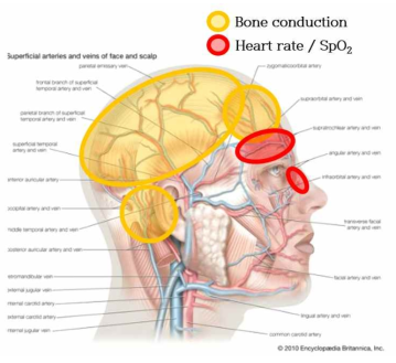 골전도 및 맥박, 산소포화도 측정 가능 부위