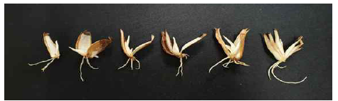 제주상사화 인편 번식시 치상 용토가 신초 및 뿌리 생육에 미치는 영향(왼쪽부터 오른쪽으로 인편수 1개, 2개, 3개, 4개, 5개, 6개)