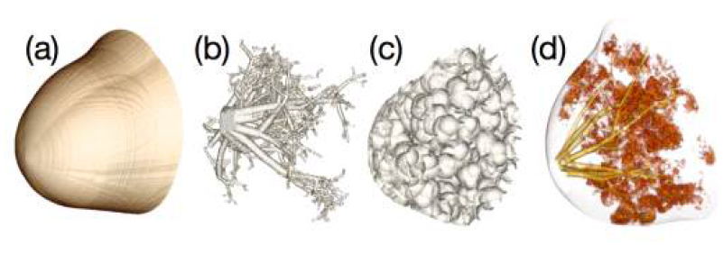 각 조직별 모델링 결과(볼륨 렌더링): (a)피부, (b)유선 네트워크, (c)쿠퍼인대, (d) glandular tissue