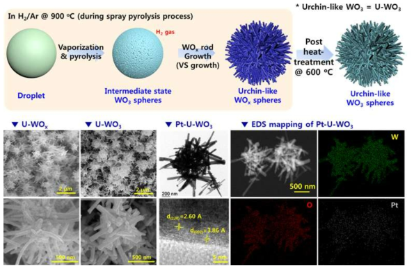 성게모양의 3차원 계층구조 감지소재 개발모식도 및 성게모양의 3차원 계층구조의 SEM, TEM 분석 결과와 백금촉매가 결착된 성게모양의 3차원 계층구조의 EDS mapping 결과