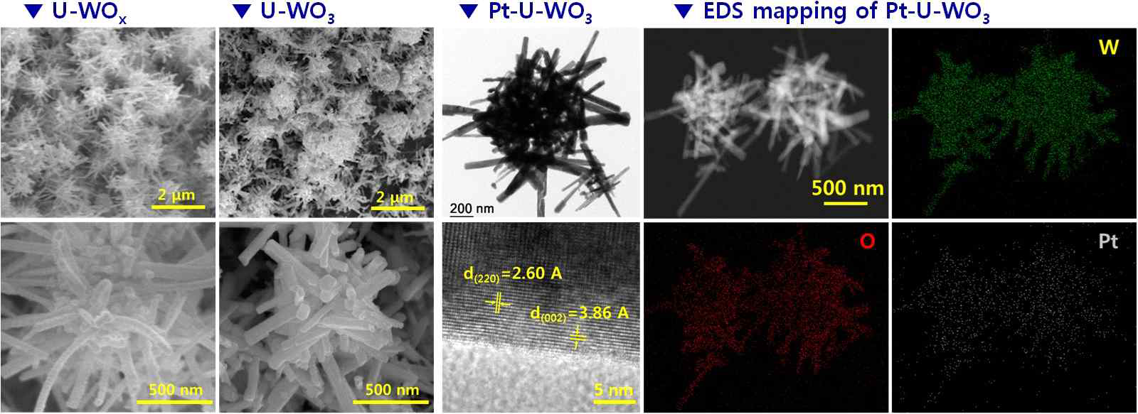 열분무기법으로 형성된 성게모양의 WOx와 열처리 후 완전 산화된 성게모양의 WO3, Pt 촉매가 결착된 성게모양의 WO3 와 이의 원소분석이미지 (EDS image)