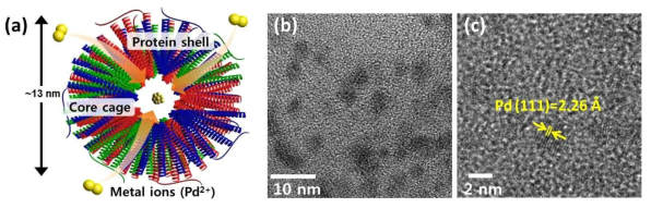 (a) 수 나노크기를 가지면서 고분산성 촉매소재를 개발하기 위한 단백질 템플릿 구조 모식도. (b). 합성된 고분산성의 Pd 나노촉매 투과전자 현미경 이미지. (c) 합성된 Pd 촉매의 고해상도 투과전자 현미경이미지