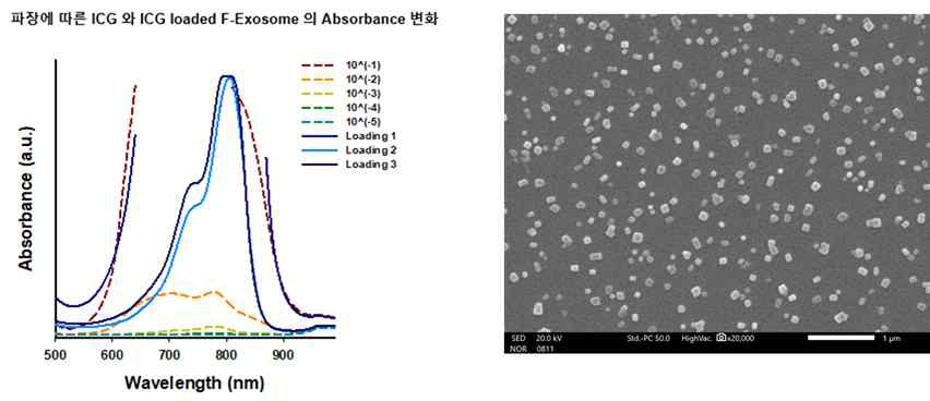 형광체가 담겨진 믹소좀의 흡광(왼쪽) 및 주사전자현미경 사진(오른쪽)