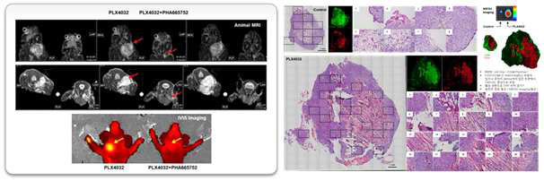 연구실에서 수행한 (왼쪽) 자기공명영상(위) 및 광학영상(아래) 기반 바이오이미징 (오른쪽) 암조직 면역염색 수행