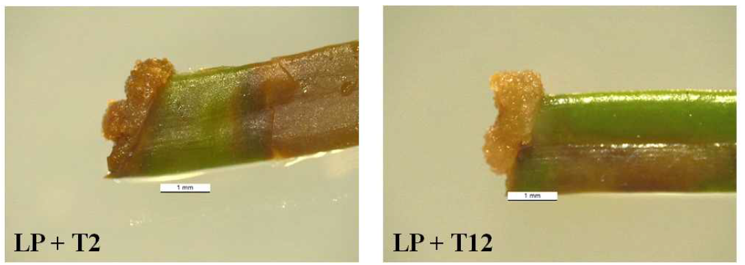 Microscopic observation of calli induced from the needle explant on MS, DCR, or LP medium after 4 weeks of culture