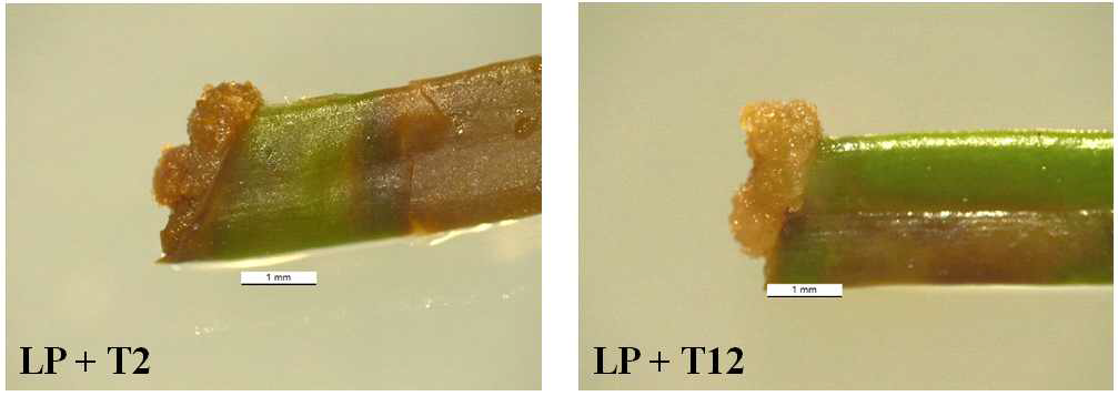 Microscopic observation of browning of the calli induced from the needle explant after 4 weeks of culture