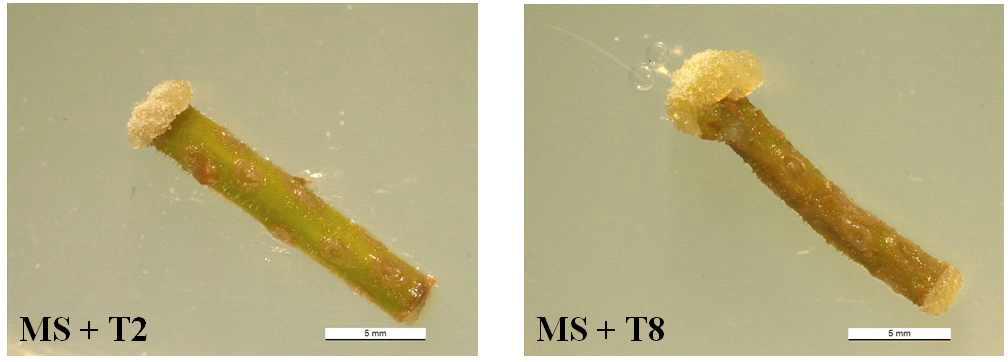 Microscopic observation of calli induced from the stem segment explant after 4 weeks of culture