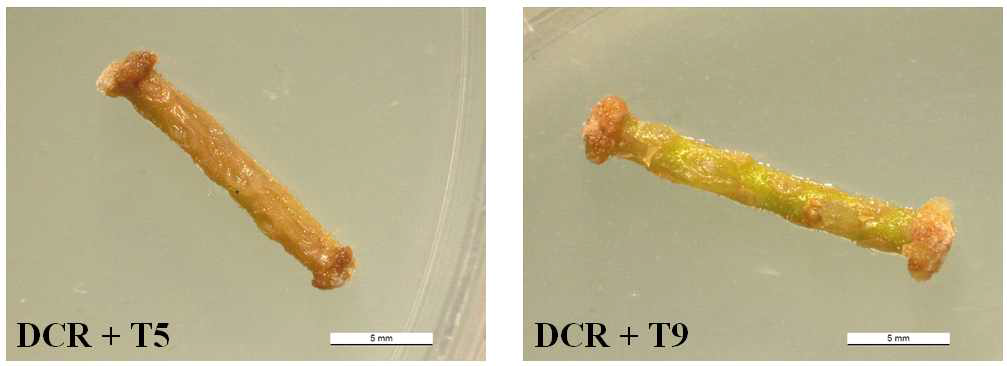 Microscopic observation of browning of calli induced from the stem segment explant after 4 weeks of culture