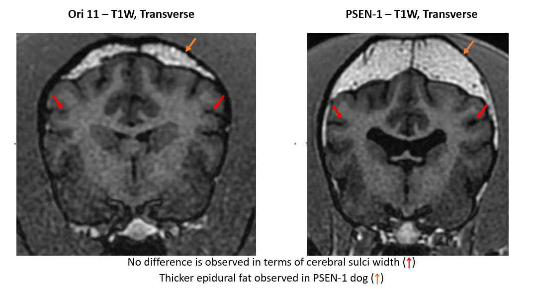 T1 weighted, transverse images of the brain. No difference is observed in terms of cerebral sulci width (red arrow). Note thicker epidural fat observed in PSEN-1 dog