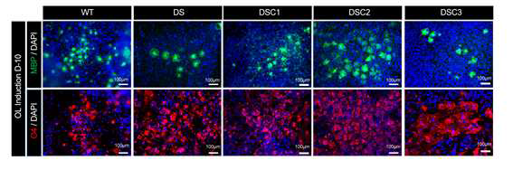 Lenti-SOX10을 이용한 분화방법으로 oligodendrocyte 마커 확인