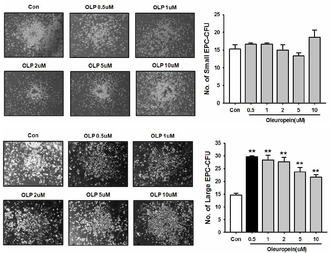 Oleuropein 농도별 처리에 의한 small(상단), large(하단) EPC-CFU 형성능