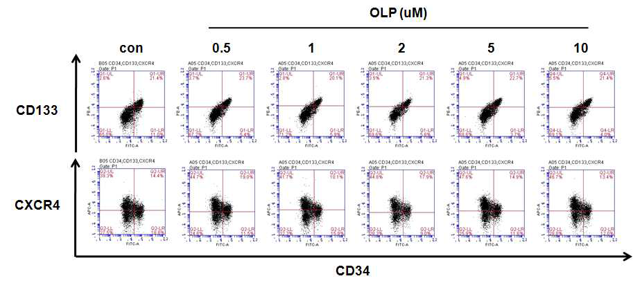 Oleuropein 농도별 처리 후 혈관줄기세포의 마커 발현 분석