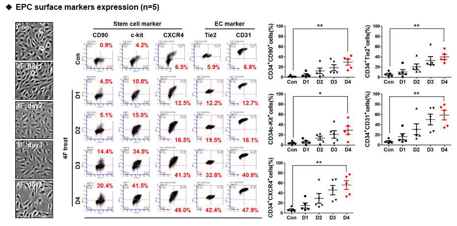 4F 단기 처리 조건에서 세포 모양 및 마커 발현 분석