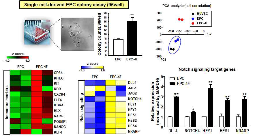 4F 단기 처리 조건에서 유전체 발현 분석 및 단일 세포 유래 콜로니 형성능