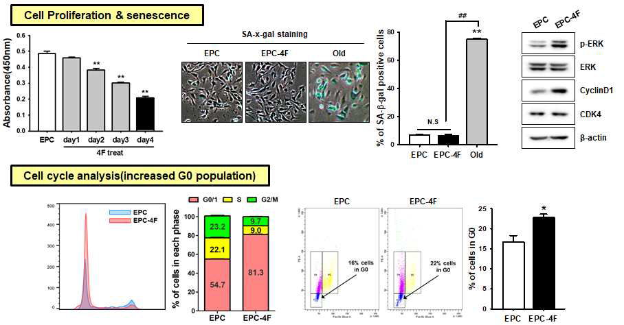 4F 단기 처리 조건에서 세포 증식 , 주기 및 노화 분석