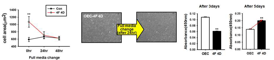 Reperfusion시, 4F 칵테일 처리에 의해 변화된 cell size 및 증식능 회복