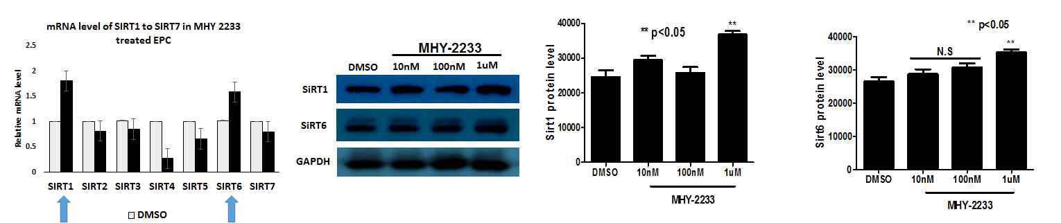 MHY-2233에 의한 SIRT1, SIRT6 활성 검증