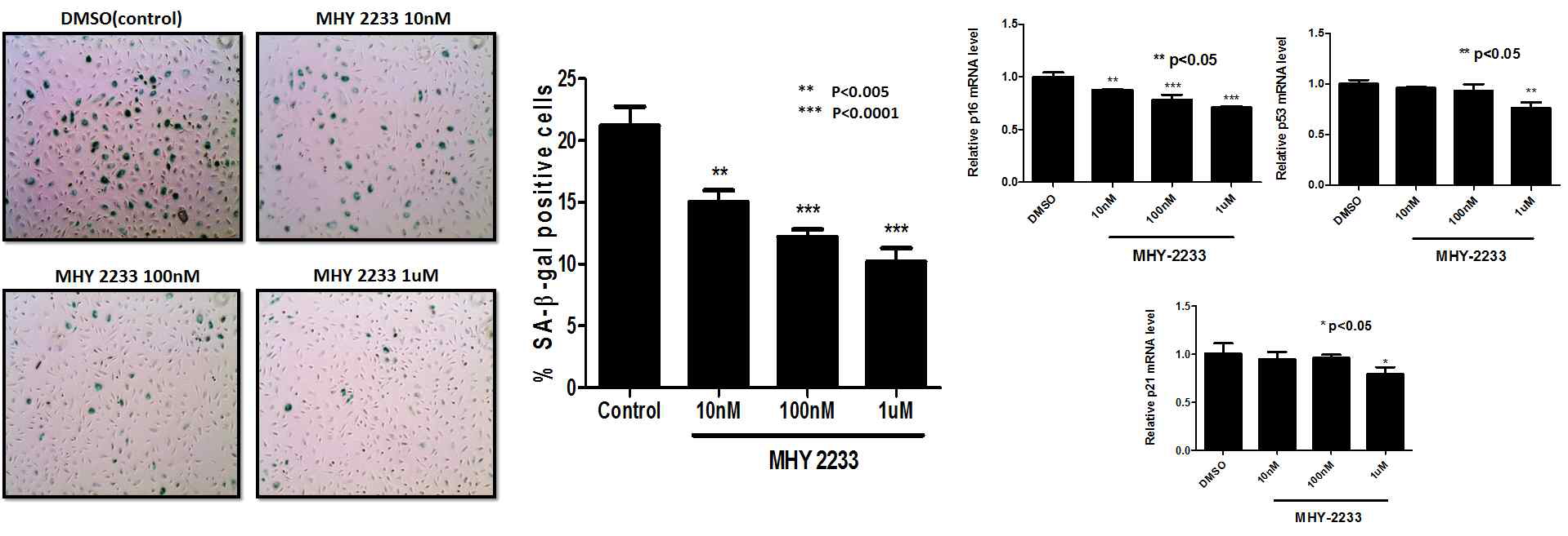 MHY-2233 농도별 처리 후 SA-β-gal assay 및 노화표지자 mRNA 발현정도 확인