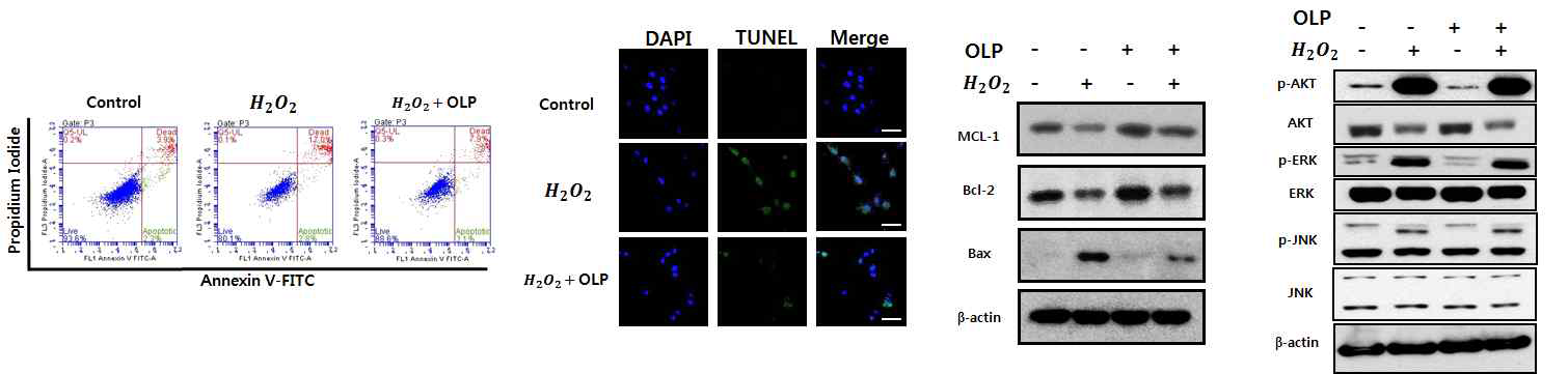 올리유로핀이 산화스트레스로 인한 세포사멸에 미치는 영향