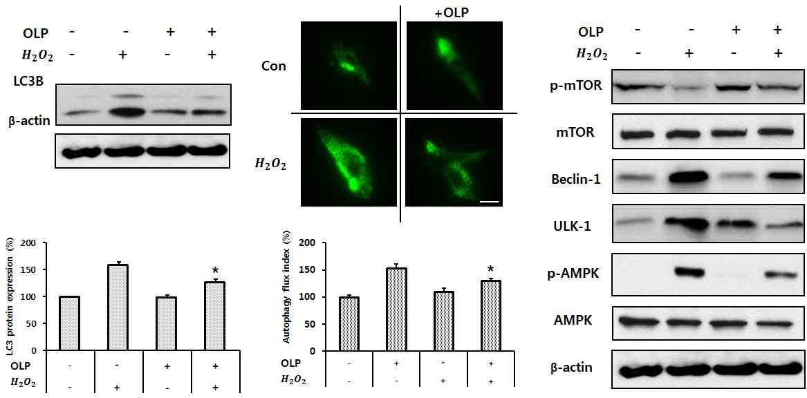 올리유로핀이 자가포식을 통해 산화스트레스로 인한 세포사멸을 조절