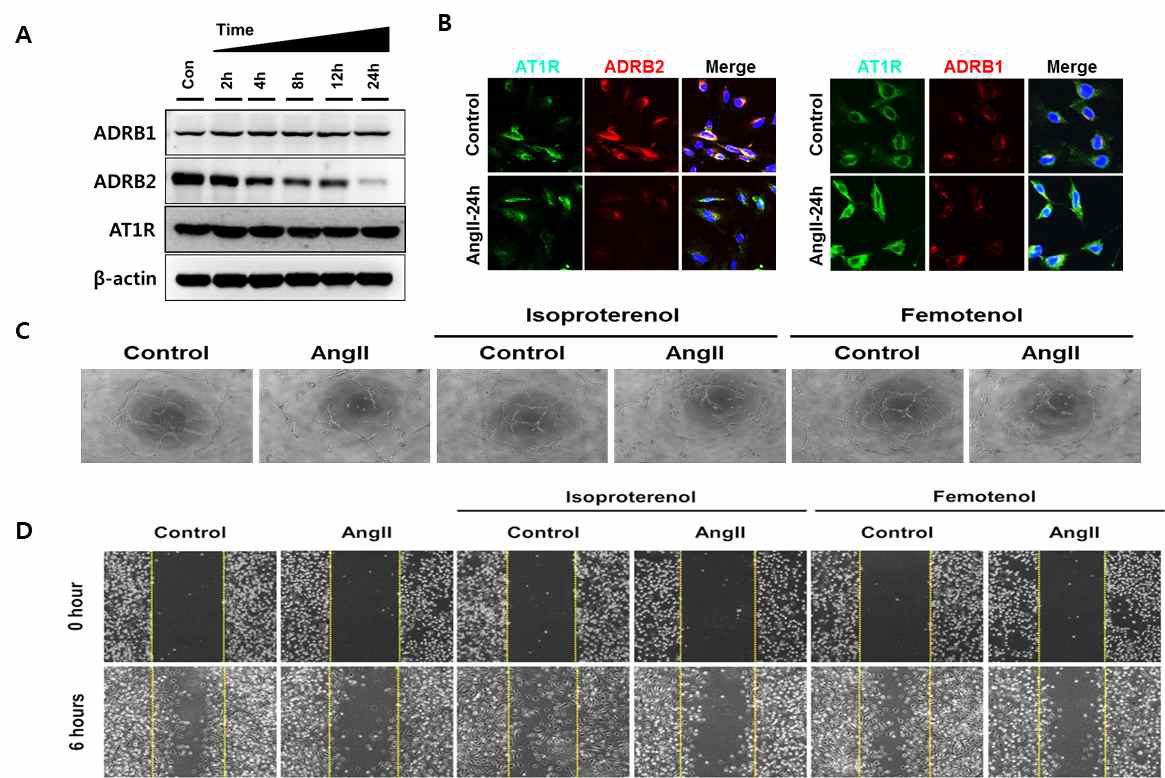 Angiotensin II를 처리에 의한 ADRB2의 발현 분석 및 ADRB2의 저해제 처리에 의한 세포 기능 평가