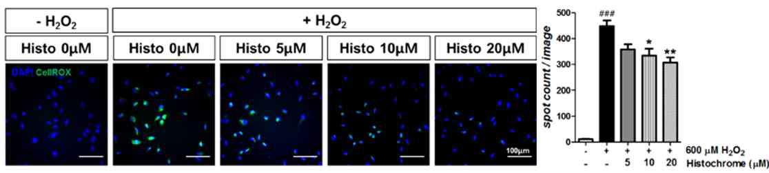 Histochrome에 의한 세포 내 활성산소 변화 측정