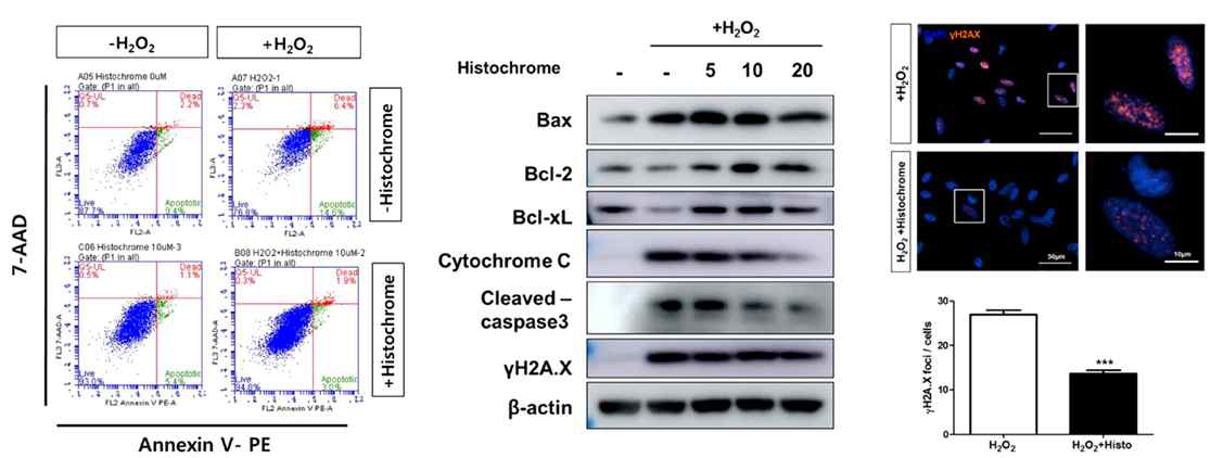Histochrome 농도별 처리 후 산화적 스트레스에 의한 세포사멸 저해 검증