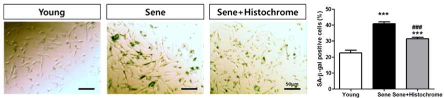 Histochrome 처리 후 노화 억제된 심장줄기세포 검증