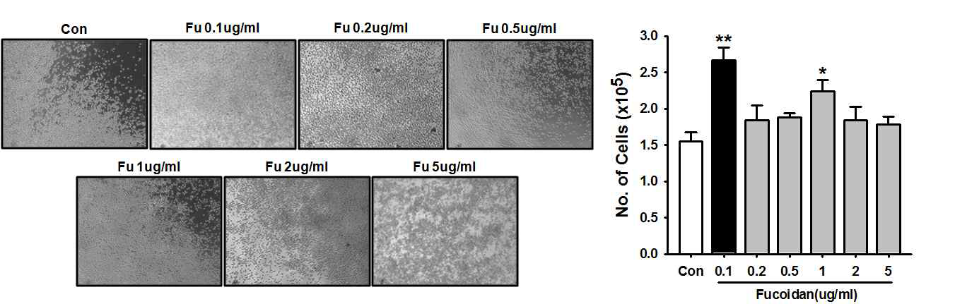 Fucoidan 농도별 처리에 의해 증폭 배양된 혈관내피 줄기세포의 형태학적 특성 및 증식능 분석