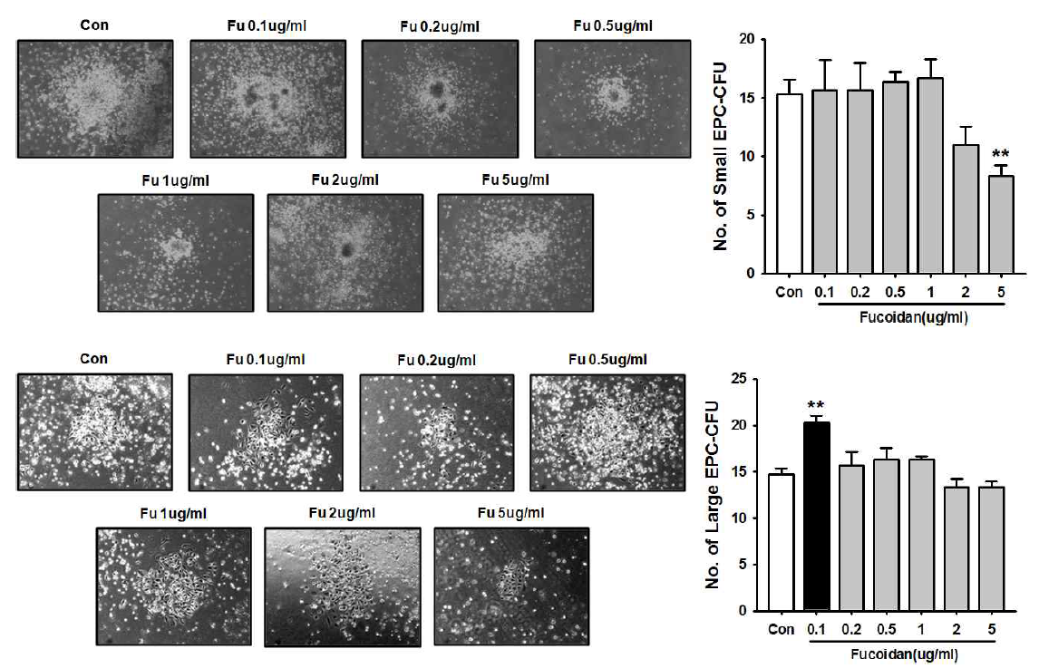 Fucoidan 농도별 처리에 의한 small(상단), large(하단) EPC-CFU 형성능
