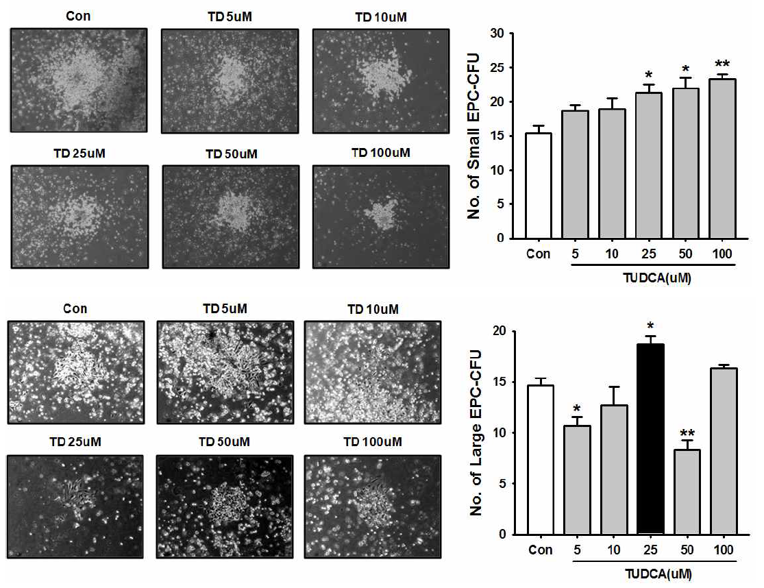 TUDCA 농도별 처리에 의한 small(상단), large(하단) EPC-CFU 형성능