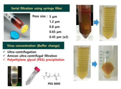 바이러스 순수분리 방법