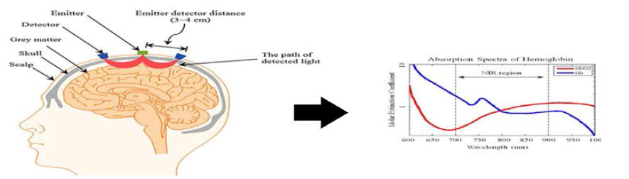 근적외선의 흡수에 따른 fNIRS의 작용 원리와 산화 헤모글로빈의 농도 변화
