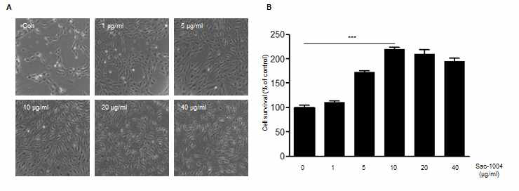 Sac-1004의 뇌혈관세포 사멸 억제능력 확인