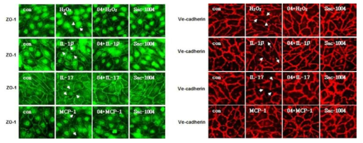 뇌혈관 내피세포에서 Sac-1004에 의한 VE-Cadherin 변화