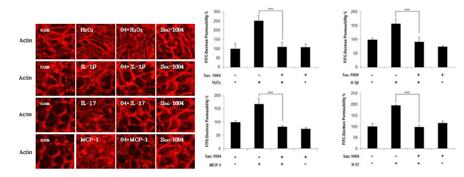 뇌혈관 내피세포에서 Sac-1004의 영향에 의한 Actin 의 변화 및 투과성 억제 효과
